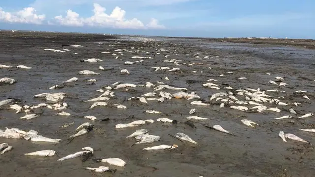 Misteri Kematian Ribuan Ekor Ikan di Kawasan Wisata Pantai Batubara Sumut