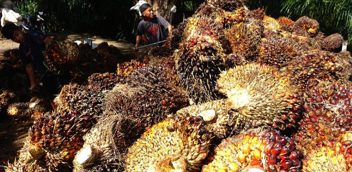 Indonesia, sebagai salah satu negara penghasil minyak sawit terbesar di dunia, terus menunjukkan pertumbuhan signifikan dalam sektor ekspor CPO (Crude Palm Oil). Dalam konteks global yang semakin kompetitif, ekspor CPO Indonesia mengalami lonjakan yang mencolok, meskipun sektor batu bara dan besi baja mengalami berbagai tantangan. Lonjakan ekspor CPO hingga 100,7% ini bukan hanya menunjukkan potensi besar dalam industri minyak sawit, tetapi juga menandakan adanya pergeseran pola konsumsi dan penawaran di pasar internasional. Dalam artikel ini, kita akan membahas lebih jauh tentang tren pertumbuhan ekspor CPO Indonesia, faktor pendorong di baliknya, tantangan yang dihadapi, dan bagaimana sektor ini berperan dalam perekonomian nasional. 1. Potensi Besar CPO Indonesia dalam Pasar Global CPO Indonesia memiliki potensi yang sangat besar dalam pasar global. Dengan luas lahan pertanian yang didedikasikan untuk kelapa sawit, Indonesia menyuplai hampir 60% dari total produksi minyak sawit dunia. Hal ini menjadikan Indonesia sebagai pemimpin pasar dalam industri minyak sawit. Pertumbuhan permintaan global, khususnya dari negara-negara seperti India dan China, turut menyokong keberhasilan ekspor CPO Indonesia. Permintaan ini didorong oleh berbagai faktor, termasuk meningkatnya konsumsi minyak nabati dan keinginan untuk menggantikan produk minyak lainnya yang dianggap kurang ramah lingkungan. Selain itu, CPO juga digunakan dalam berbagai industri, mulai dari makanan hingga kosmetik, serta sebagai bahan baku biodiesel. Keberagaman aplikasi ini menjadikan CPO sebagai komoditas yang sangat diminati di pasar internasional. Dalam konteks ini, pemerintah Indonesia juga berperan aktif dalam meningkatkan daya saing produk CPO. Melalui berbagai kebijakan, seperti pengembangan teknologi pertanian dan promosi produk di luar negeri, Indonesia berupaya untuk meningkatkan posisi tawarnya di pasar global. Ini termasuk program sertifikasi berkelanjutan, yang memberi jaminan kepada konsumen bahwa produk yang mereka beli diproduksi dengan cara yang ramah lingkungan. 2. Faktor Pendorong Lonjakan Ekspor CPO Terdapat beberapa faktor yang mendorong lonjakan ekspor CPO Indonesia sebesar 100,7%. Pertama, harga minyak nabati global yang terus meningkat. Kenaikan harga ini, yang disebabkan oleh berbagai faktor seperti perubahan iklim, kebijakan perdagangan, dan permintaan yang meningkat, memberikan manfaat langsung bagi eksportir CPO Indonesia. Kedua, kebijakan pemerintah yang mendukung industri CPO. Pemerintah Indonesia telah menerapkan berbagai kebijakan untuk meningkatkan daya saing produk, termasuk insentif bagi petani untuk meningkatkan hasil panen dan juga kebijakan yang mempromosikan penggunaan biodiesel yang berbasis CPO. Dengan adanya dukungan ini, petani dan pelaku usaha di sektor CPO semakin termotivasi untuk meningkatkan produksi. Ketiga, adanya diversifikasi pasar. Indonesia tidak hanya bergantung pada satu atau dua negara sebagai tujuan ekspor, melainkan telah menjalin hubungan perdagangan dengan berbagai negara. Ini membantu mengurangi risiko ketergantungan dan meningkatkan ketahanan pasar CPO Indonesia. Keempat, inovasi dan teknologi. Pemanfaatan teknologi dalam budidaya kelapa sawit, termasuk penggunaan pupuk yang lebih efisien dan teknik pemeliharaan yang modern, berkontribusi pada peningkatan produksi. Hal ini membuat Indonesia semakin mampu memenuhi permintaan global yang terus meningkat. 3. Tantangan yang Dihadapi Sektor CPO Indonesia Walaupun ekspor CPO Indonesia mengalami lonjakan, sektor ini tetap menghadapi berbagai tantangan. Salah satu tantangan terbesar adalah isu deforestasi dan dampak lingkungan. Praktik penebangan hutan untuk membuka lahan perkebunan kelapa sawit seringkali menjadi sorotan internasional, yang dapat memengaruhi permintaan dan citra produk CPO Indonesia. Selain itu, persaingan dari negara-negara produsen minyak sawit lainnya, seperti Malaysia dan Thailand, juga menjadi tantangan. Negara-negara ini tidak hanya menawarkan harga yang kompetitif tetapi juga telah mengembangkan strategi pemasaran yang efektif. Ini membuat Indonesia harus berupaya lebih keras untuk mempertahankan posisi di pasar global. Tantangan lain yang dihadapi adalah masalah tenaga kerja. Sektor perkebunan kelapa sawit sering kali dihadapkan pada isu kesejahteraan pekerja, seperti upah yang rendah dan kondisi kerja yang tidak memadai. Hal ini dapat memengaruhi produktivitas dan citra industri secara keseluruhan. Terakhir, fluktuasi harga juga menjadi tantangan yang patut diperhatikan. Meskipun saat ini harga CPO sedang meningkat, namun harga komoditas ini sangat dipengaruhi oleh berbagai faktor global, termasuk ketidakpastian ekonomi dan kebijakan perdagangan. Oleh karena itu, pelaku industri perlu memiliki strategi mitigasi risiko untuk menghadapi fluktuasi ini. 4. Peran Ekspor CPO dalam Perekonomian Nasional Ekspor CPO memiliki peran yang sangat penting dalam perekonomian nasional. Tidak hanya sebagai sumber pendapatan bagi negara, tetapi juga sebagai penyedia lapangan pekerjaan bagi jutaan orang di seluruh Indonesia, baik di tingkat petani maupun di industri pengolahan. Sektor ini juga berkontribusi pada pembangunan daerah, terutama di wilayah-wilayah yang memiliki perkebunan kelapa sawit. Pendapatan dari ekspor CPO juga berkontribusi pada penerimaan negara, yang kemudian dapat digunakan untuk pembangunan infrastruktur dan program-program sosial lainnya. Dengan meningkatnya ekspor, diharapkan dapat memperkuat nilai tukar rupiah dan memberikan stabilitas ekonomi. Selain itu, dengan adanya komitmen untuk keberlanjutan, sektor CPO juga berperan penting dalam mencapai tujuan pembangunan berkelanjutan. Dengan mempromosikan praktik pertanian yang ramah lingkungan, Indonesia tidak hanya memenuhi permintaan global tetapi juga berkontribusi pada pelestarian lingkungan.